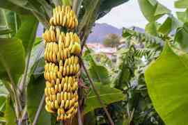rosnące banany