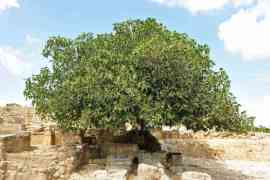 drzewo figowe