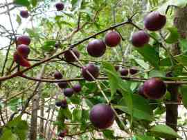 owoce Camu Camu na drzewie