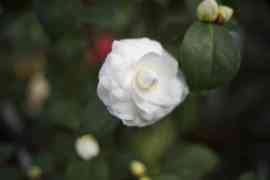 kwiatek biały