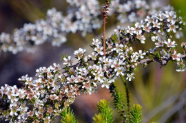kwiaty drzewa herbacianego