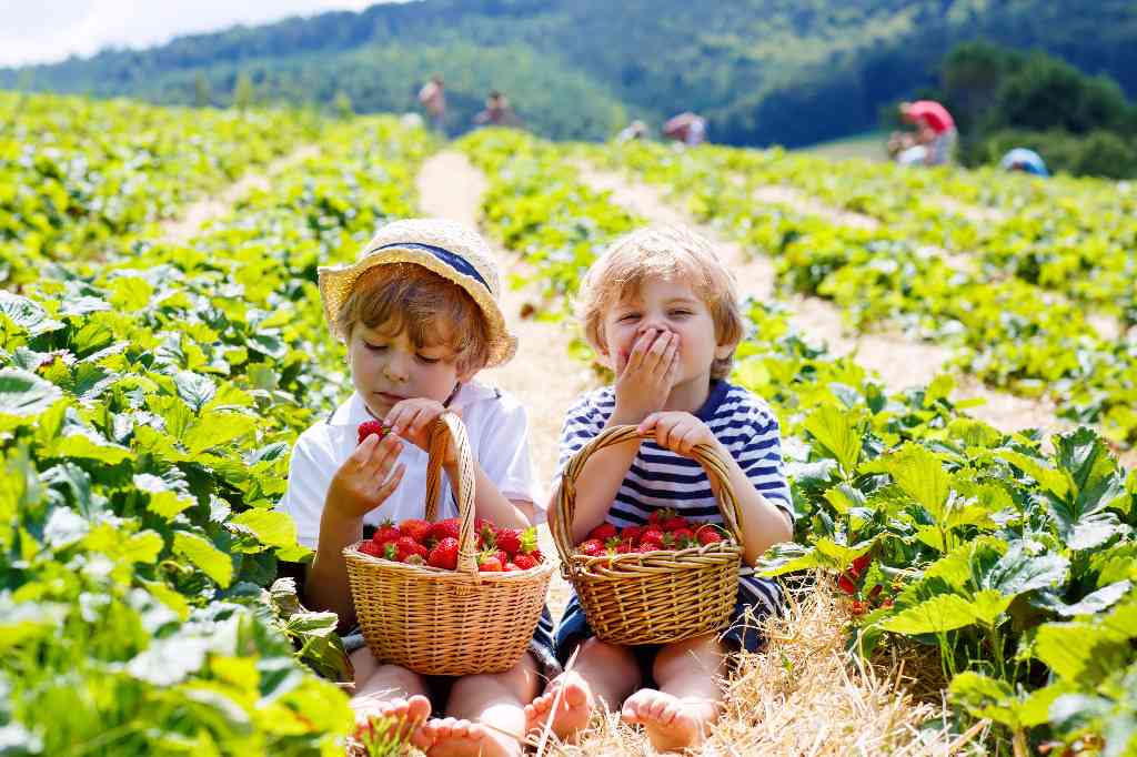 dzieci na uprawie truskawek z koszyczkami