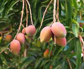 mango na drzewie