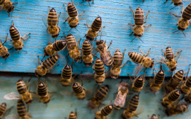pszczoły na deskach