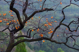 Owoce Kaki na drzewie