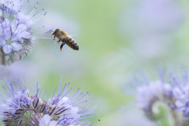 pszczoła przy kwiatku