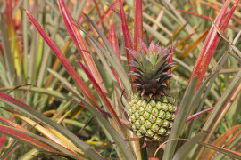 uprawa ananasa