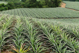 uprawa ananasa