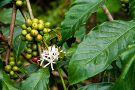 Kawa Liberica na krzaku