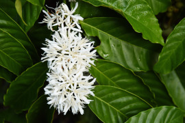 Kawa Liberica kwiat