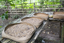 Kawa Liberica suszenie