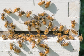 pszczoły przy wejściu do ula