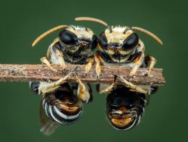 dwie pszczoły na gałązce