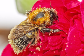 pszczoła w pyłku
