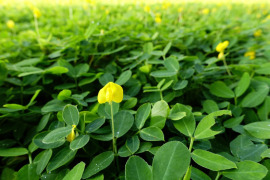 uprawa orzecha brazylijskiego