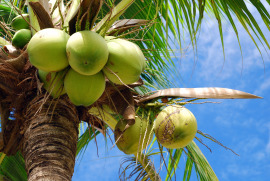 kokosy na palnie