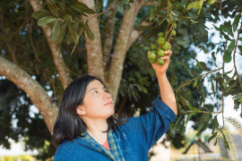 Orzechy makadamia rosnące na drzewie i kobieta