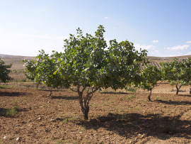 drzewo pistacjowe