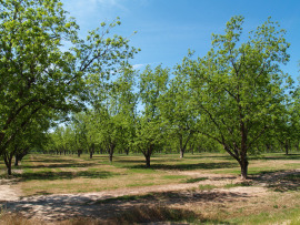 orzechy Pekan na drzewie uprawa