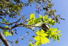 orzechy Pekan na drzewie