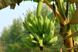 banany na drzewie rosnące