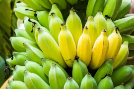 banany rosnące