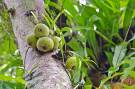 Figi na drzewie