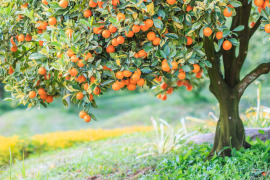 drzewo pomarańczowe