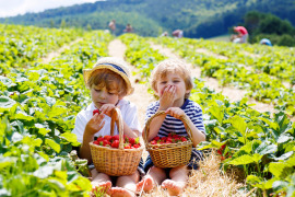 dzieci na uprawie z koszyczkami truskawek
