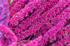 amarantus kwiat  tło
