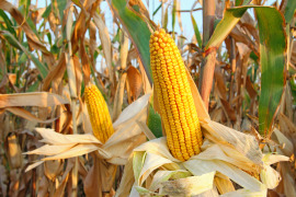 kolby kukurydzy na łodygach