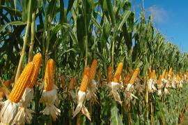 kolby kukurydzy na łodygach