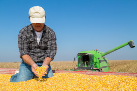 człowiek na kukurydzy i trzyma ją w dłoniach w tle kombajn