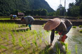 uprawa ryżu i pracownicy