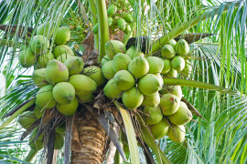 kokosy na palmie
