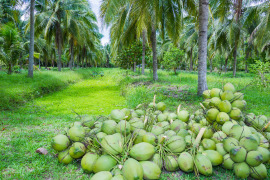 leżące kokosy pod palmami