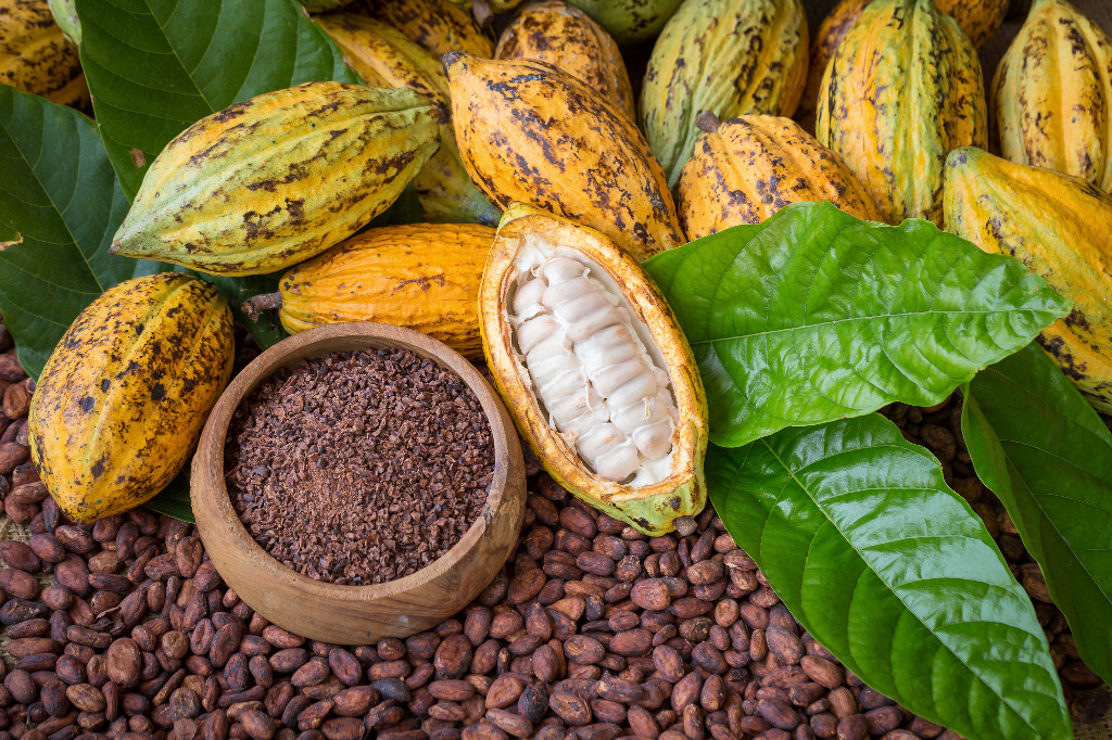 Surowe ziarno kakaowca- właściwości zdrowotne