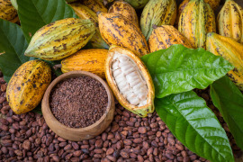 surowe kakao w miseczce obok świeżych owoców kakaowca