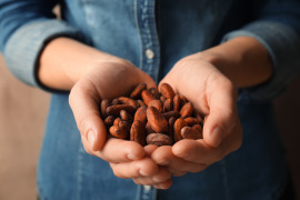 ziarna kakaowca w dłoniach