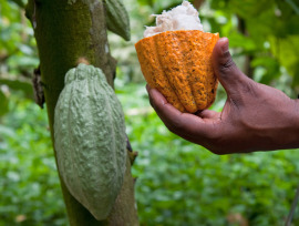 owoc kakaowca przekrojony na pół