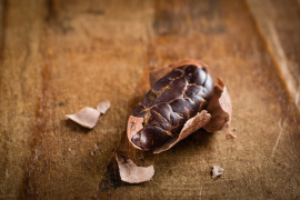 ziarno kakaowca zbliżenie