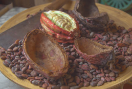 prażenie ziarn kakaowca