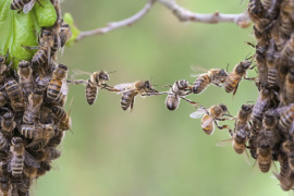pszczoły latające pomiędzy ulami