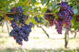 winorośl na krzewie