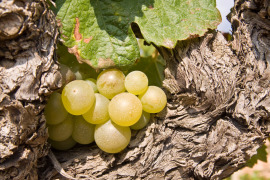 owoce winogron w korze krzaku winorośli