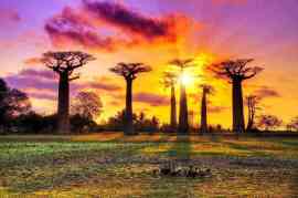 Baobab zachód słońca