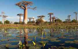 Baobab nad wodą