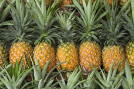 ananasy ułożone w lini