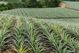 uprawa ananasów
